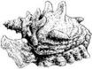 Seashell Conch (medium)